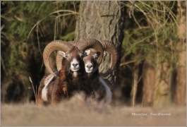 <p>MUFLON (Ovis musimon) Šluknovsko - Harta /Mouflon - Mufflon/ </p>